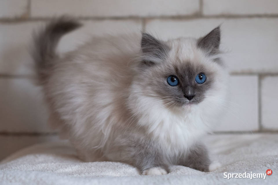 ragdoll kocur rodowod FPL felinoterapia Gorzów Wielkopolski