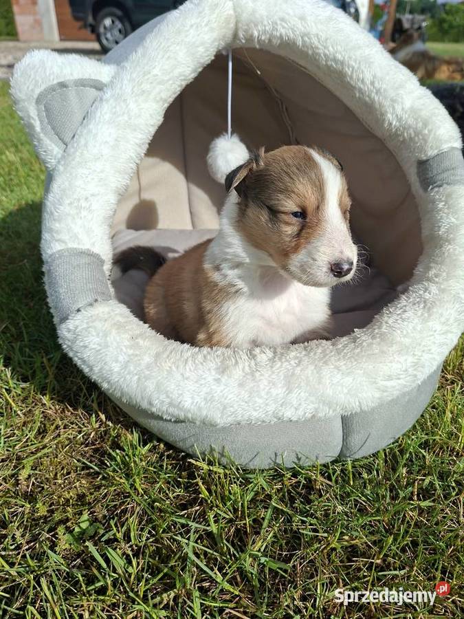 Owczarek Szkocki Collie Szczeniaki opolskie