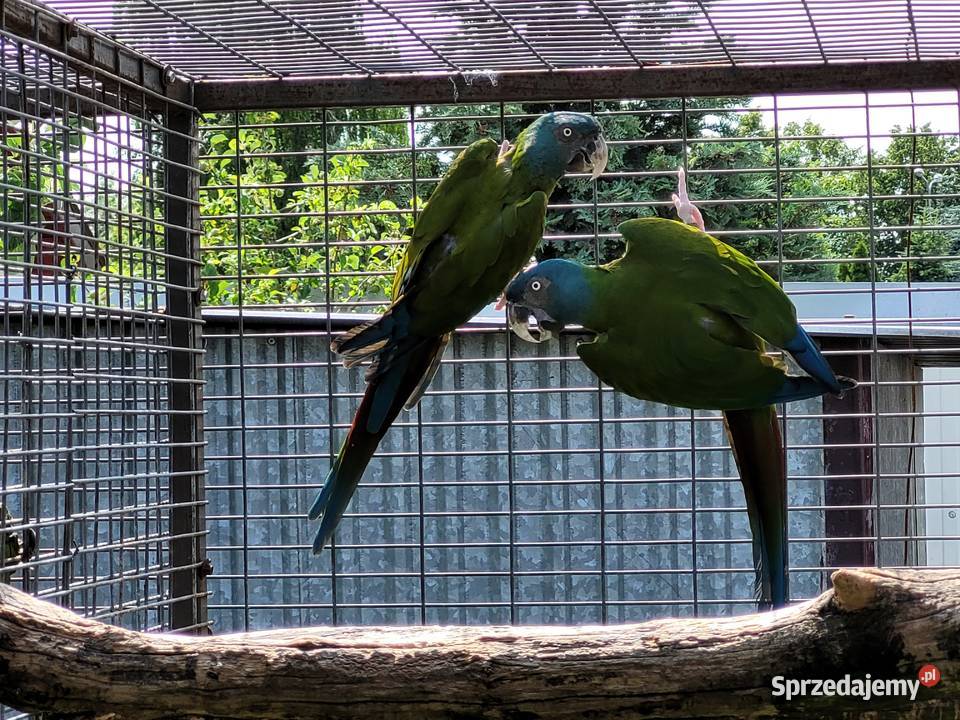 Ara Ary koloni Coloni Para 2014r wielkopolskie Niepruszewo sprzedam