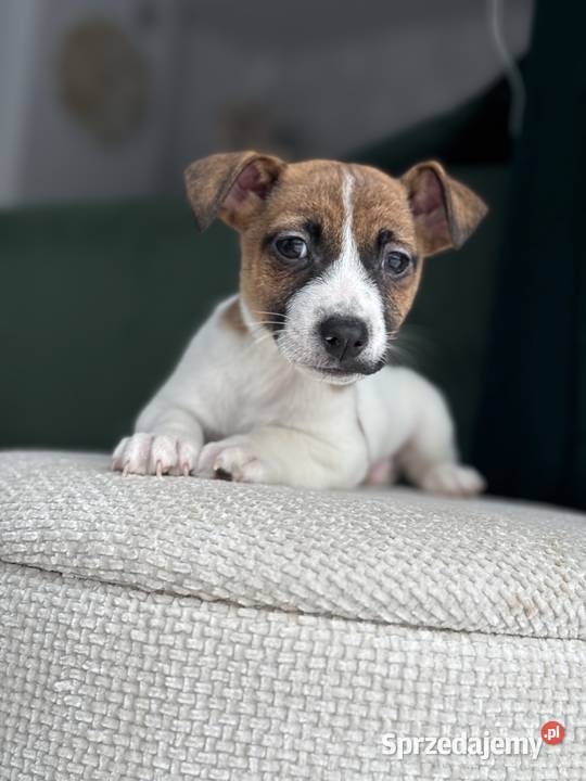 Jack Russell Terrier piesek Częstochowa
