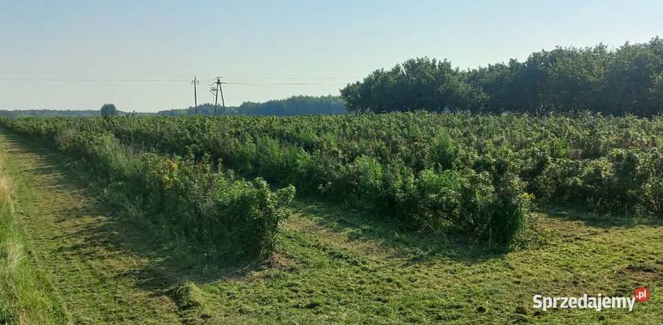 Działka Opole Lubelskie sprzedam