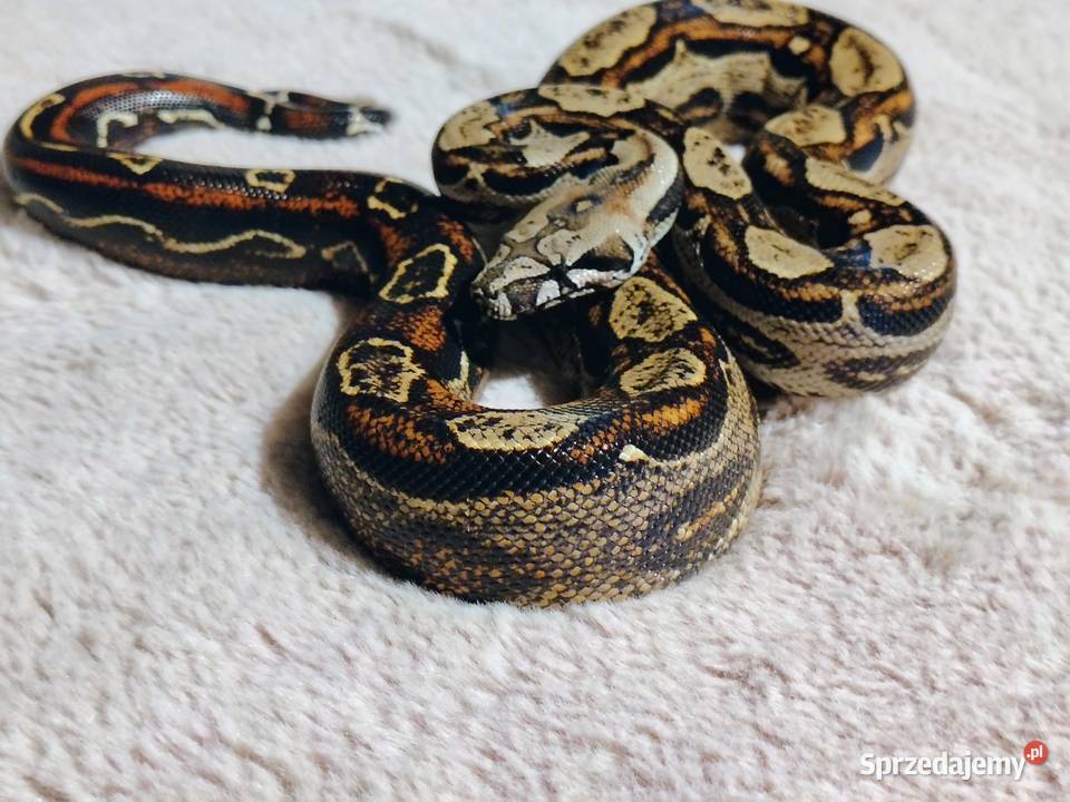 Boa Imperator Samica Gady i płazy Tychy