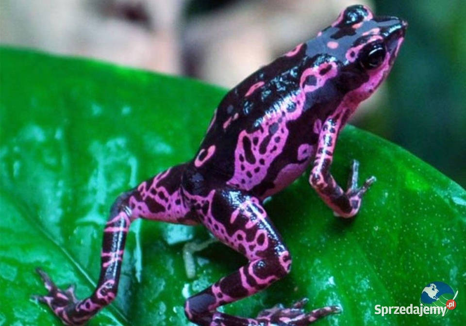 Srebrna moneta kolekcjonerska z serii Word Of Warszawa