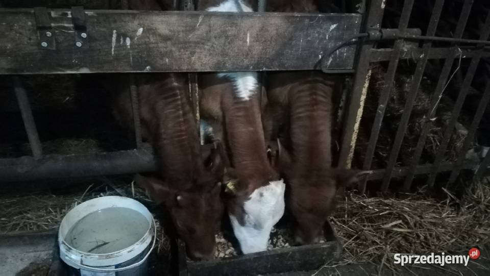 Jałówki i cielaki 612tygodni