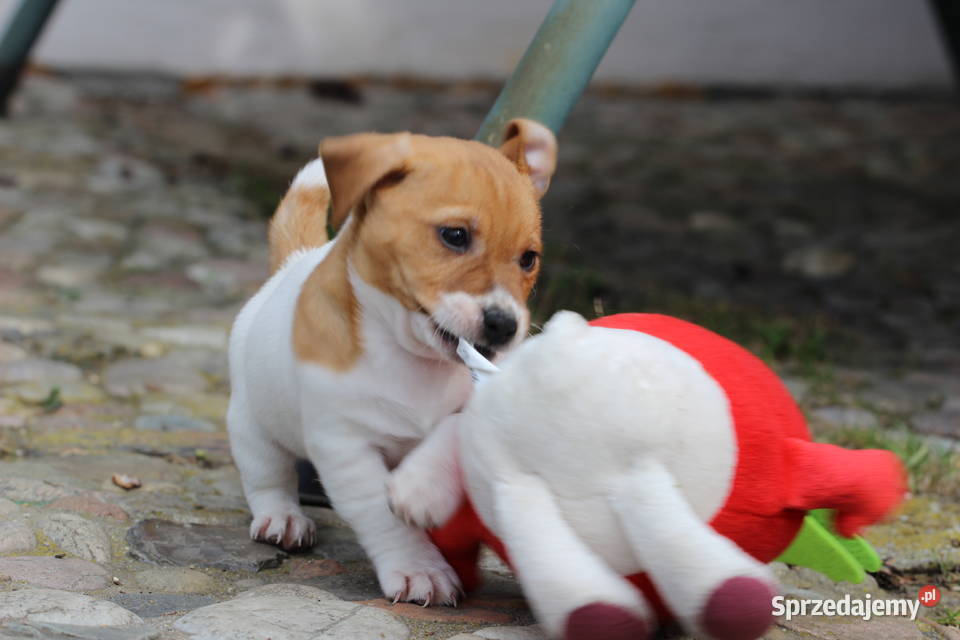 Piesek Jack Russell Terrier małopolskie Delastowice