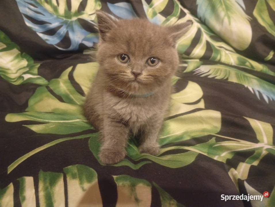 Kocięta brytyjskie liliowe i niebieskie