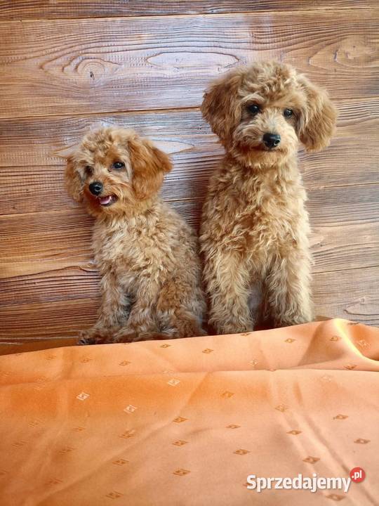 Maltipoo f1b Piesek