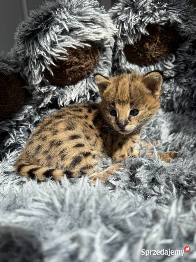 Samica serwal Pozostałe Kraków