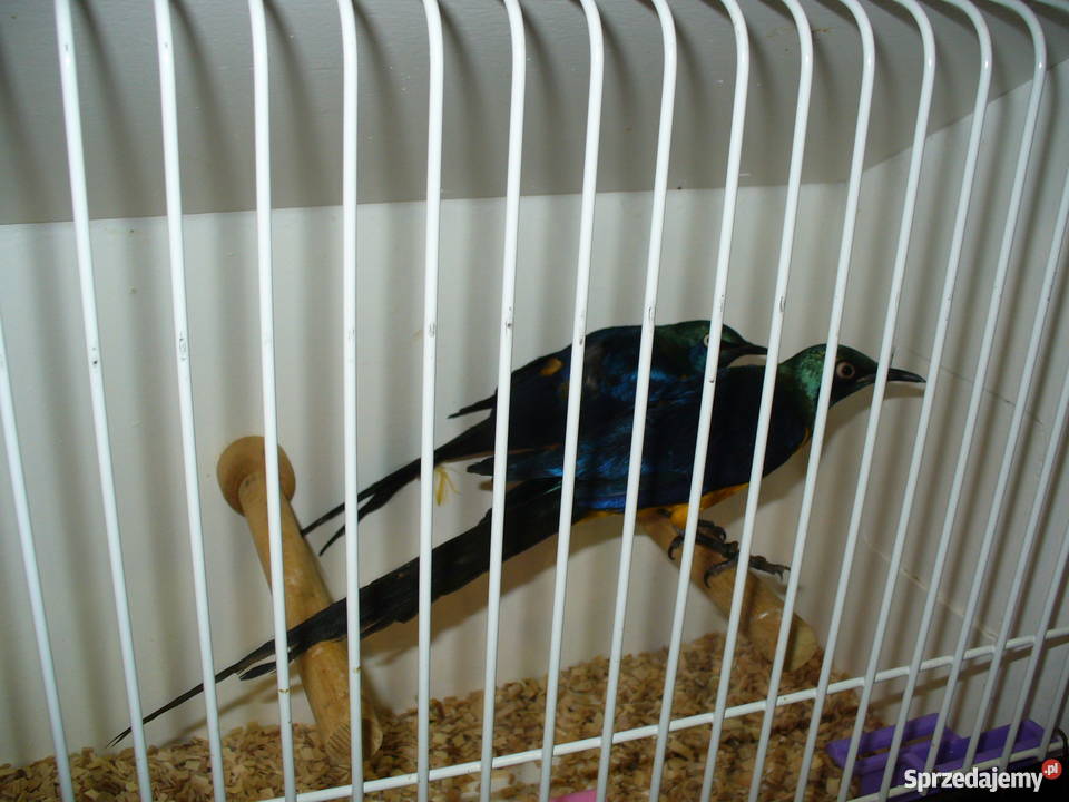 Ptaki egzotyczne giełda Zwolle Kraków