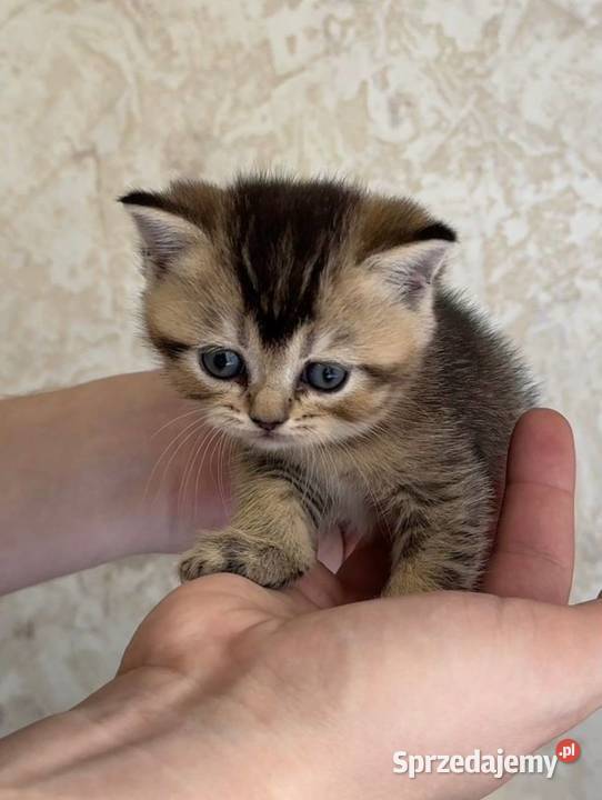 Kocurek rasy Scottish Fold krótkowłosy czeka Pozostałe