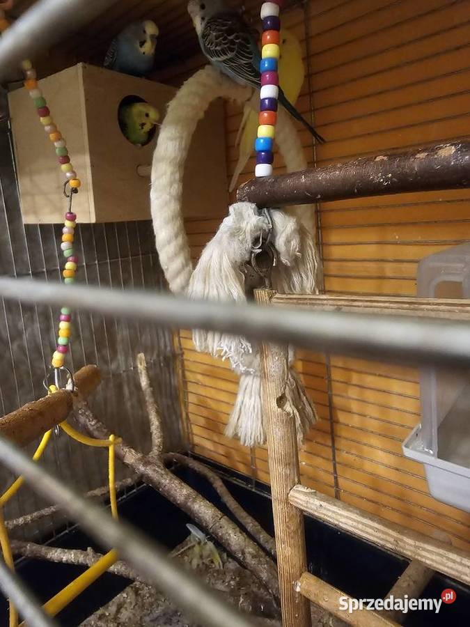 Papugi faliste z klatką i wyposażeniem