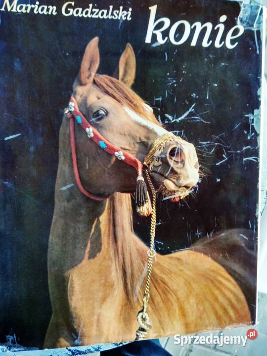 Konie album fotografie kolekcje Antyki, Sztuka, Kolekcje