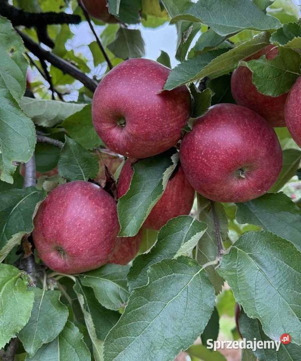 ŚWIEŻE JABŁKA PROSTO ROLNIKA sprzedam