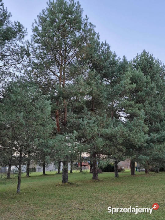Dom Letniskowy całoroczny 75 m2 Huwniki