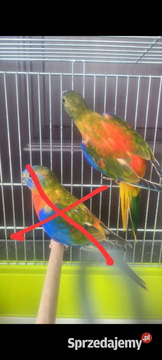 Łąkówka turkusowa samica Wieliczka