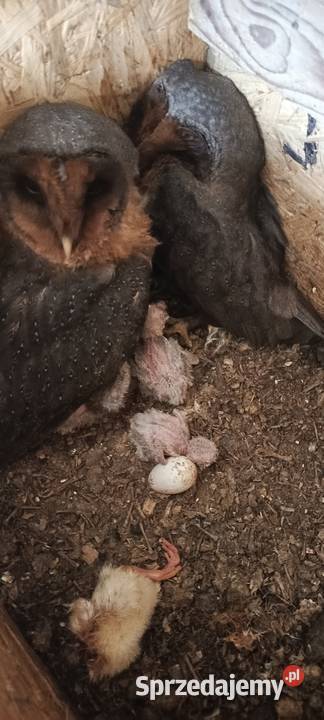 Sowy Sowa Płomykówka śląskie