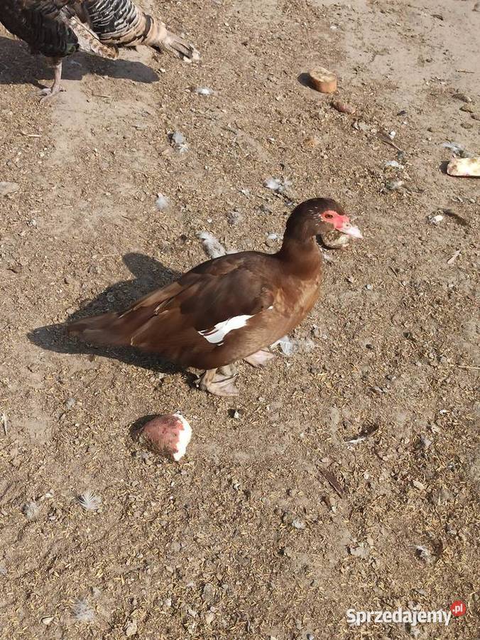 Jaja lęgowe kaczek pizmowychfrancuskich Krasnystaw sprzedam