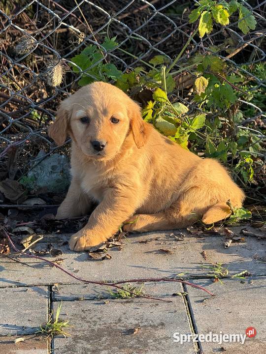 Szczeniaki Golden retriever sprzedam