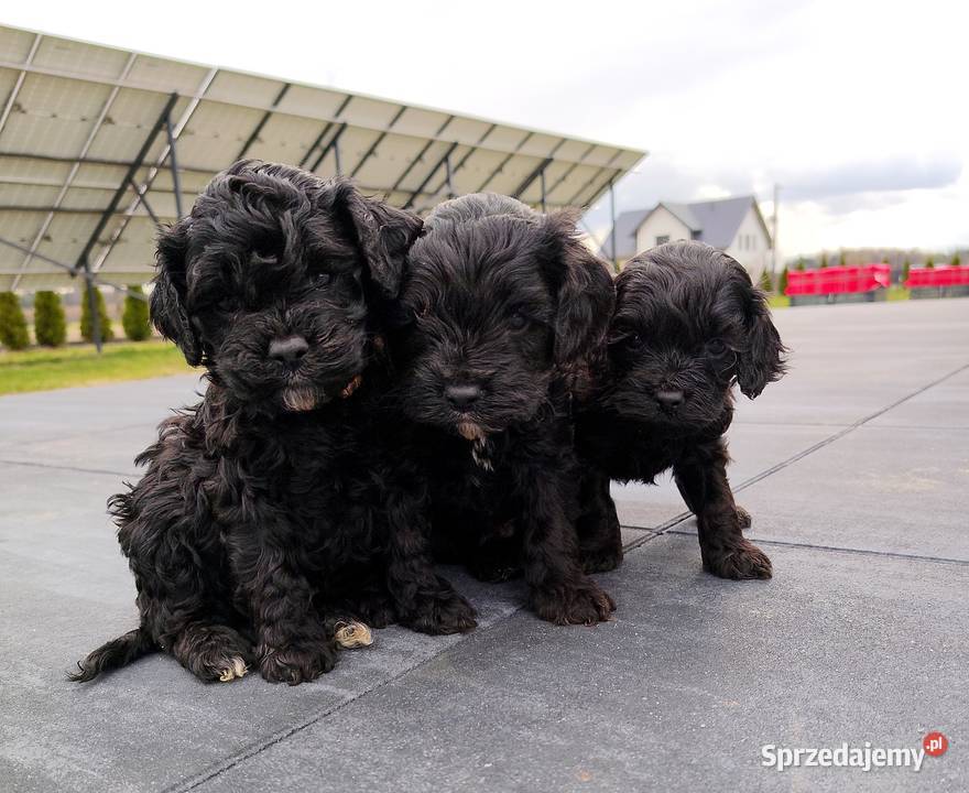 Cockapoo F1 Spaniel Pudel mazowieckie sprzedam