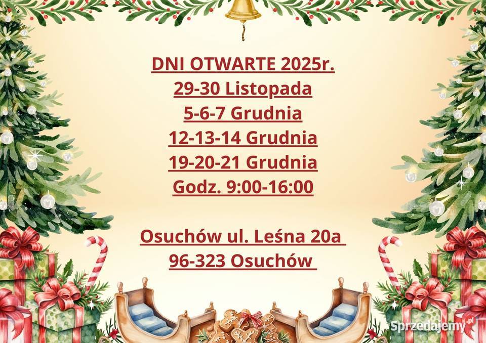 Dni otwarte na plantacji Mazowsze jodły świerki Osuchów