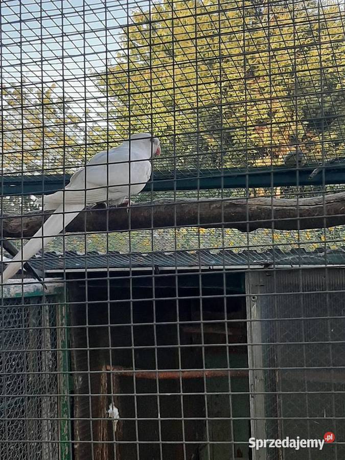Księżniczki walii białe Ptaki Zwierzęta Skała