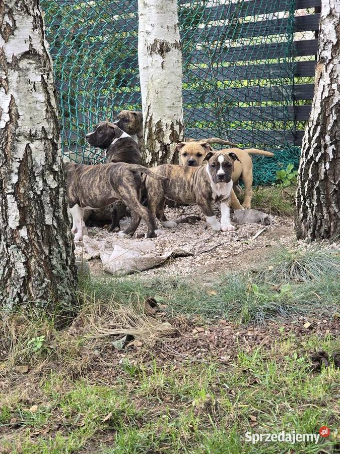 American staffordshire terrier Amstaff FCI Ostrołęka
