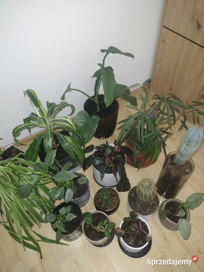 Rośliny doniczkowe wszystkie doniczki Lubartów