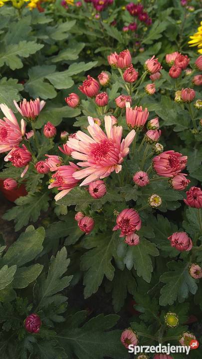 Chryzantemy szlachetne sterowane Rośliny Zawichost