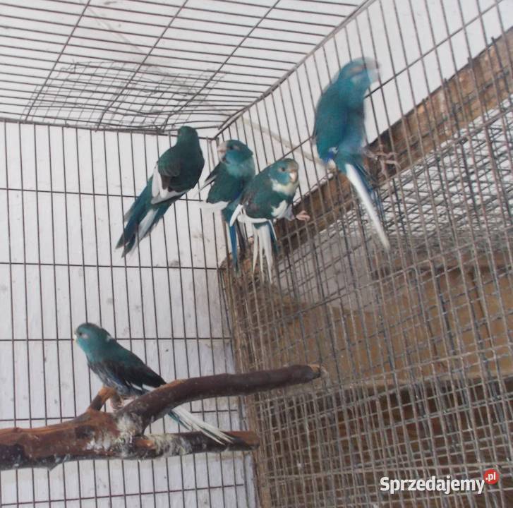 Modrolotki niebieskie szeki Kościan sprzedam