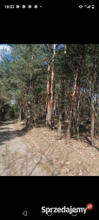 Sprzedam sosny na pniu Radom
