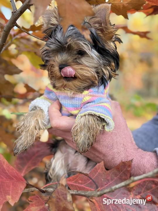 Hodowla Edi Stars ZKwPFCI Yorkshire Terrier z Bydgoszcz