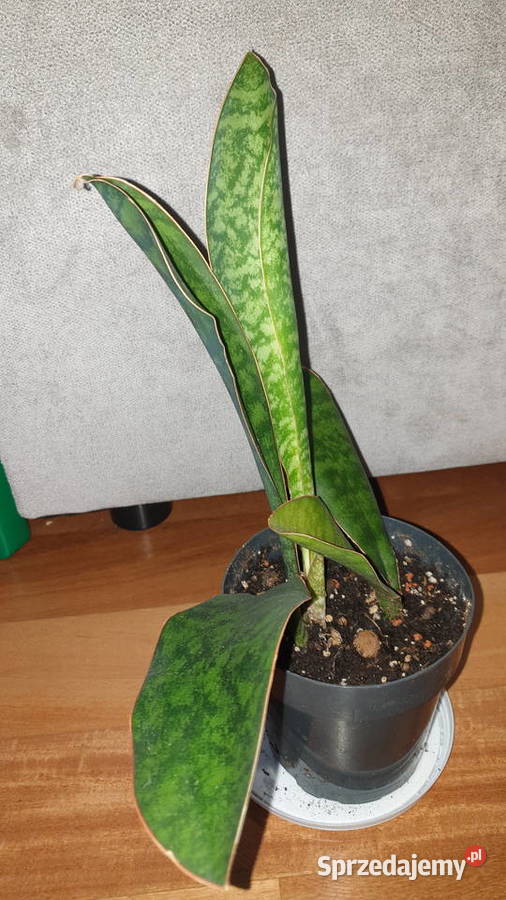 Sansewieria masoniana sansa roślina rosnąca Dom i Ogród sprzedam