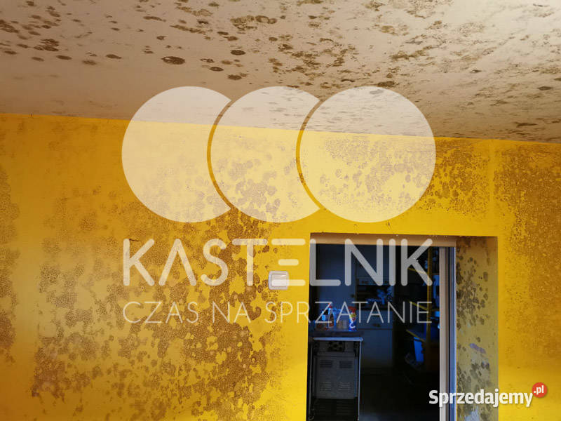 Odgrzybianie ścian Rumia Kastelnik Usuwanie Utrzymanie czystości