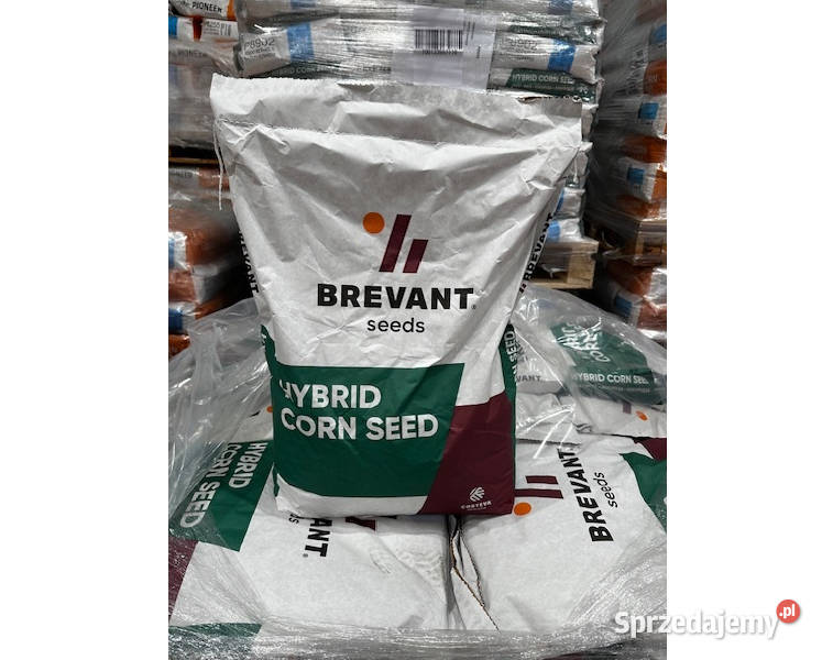 Materiał siewny kukurydzy Brevant P8902 wielkopolskie Gniezno