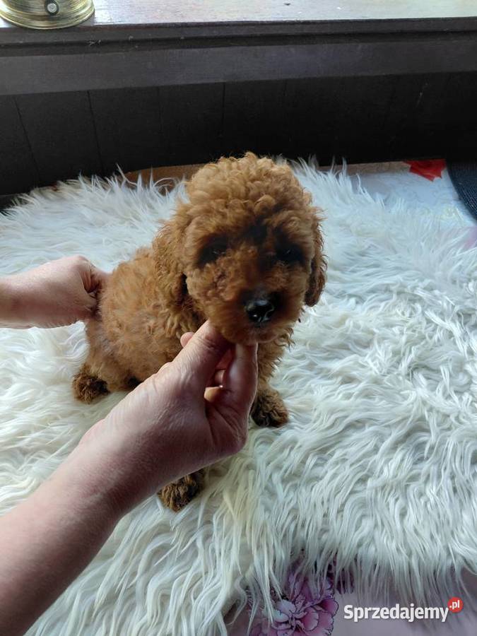 Pudel toy piesek red