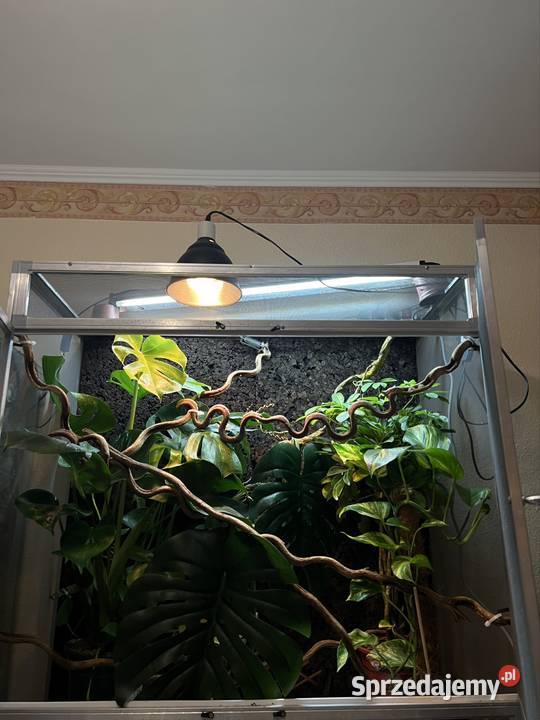 Terrarium z siatki 100x50x100 kameleona DUŻE Sopot