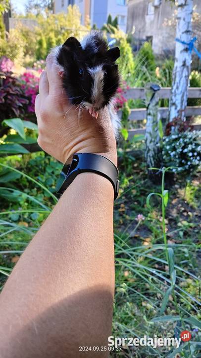 Świnka morska rozetka dziewczynka Mochała