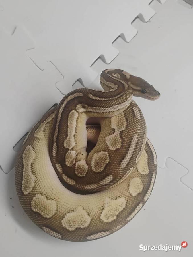 Python królewskie cb23 Gady i płazy Pszów