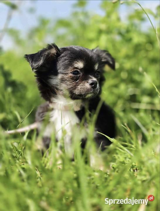 Chihuahua Trąbki Wielkie sprzedam