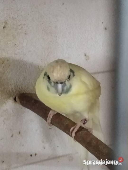 Modrolotki pary sprzedam Rybnik