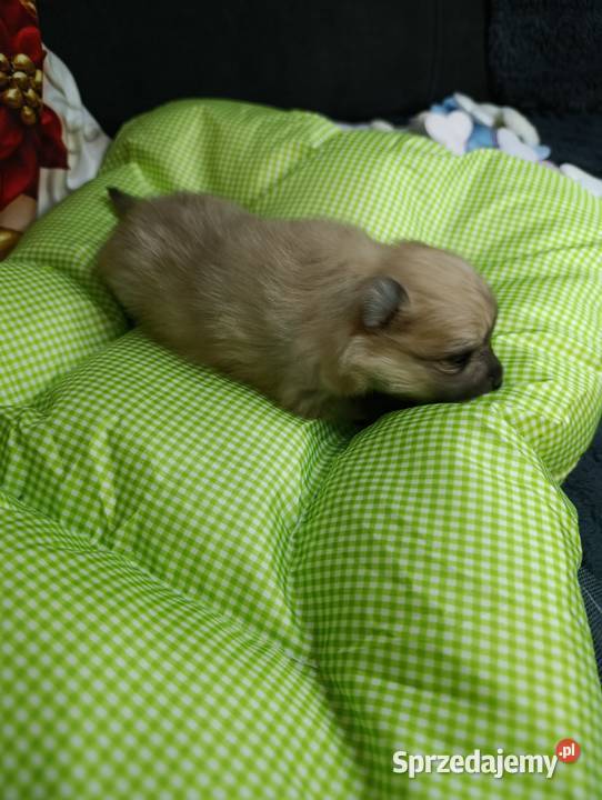 Szpic miniaturowy Przepiękny maluchr Warszawa