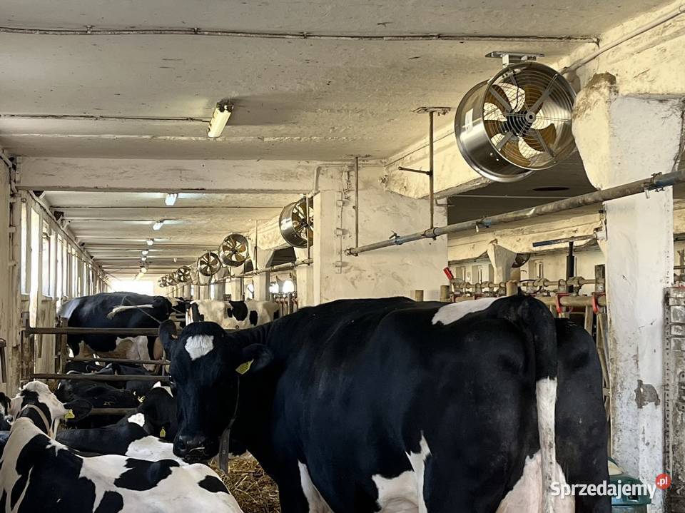 Wentylator TK500 do niskich obór bydła Częstochowa
