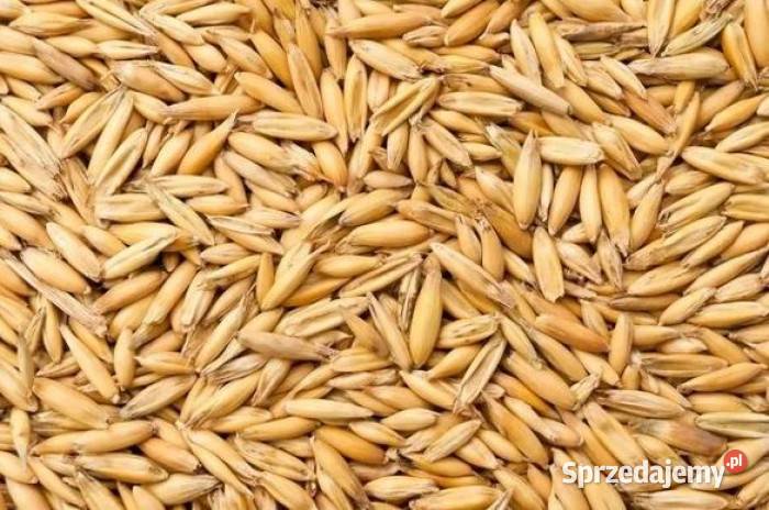 sprzedam pszenżyto i owies Ostałówek