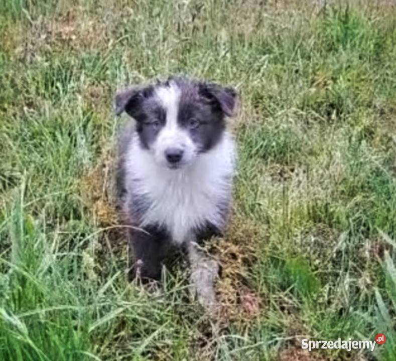 Border Collie szczenięta Goślub-Osada
