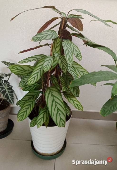 Ozdobna roślina doniczkowa Wrocław sprzedam