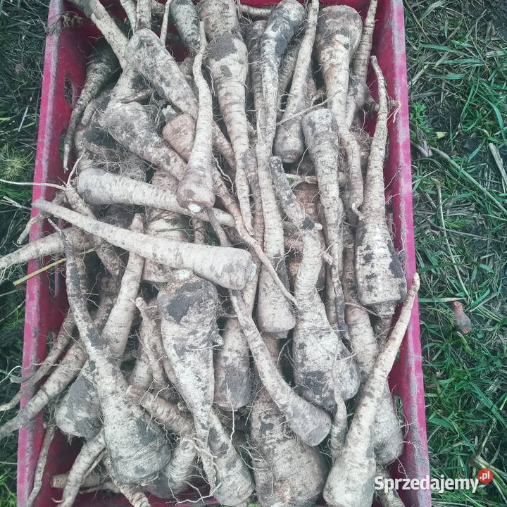 Pietruszka Arad Produkcja roślinna Piątek sprzedam