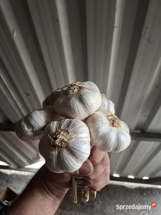Czosnek Harnaś różne kalibry 20gr Pińczów