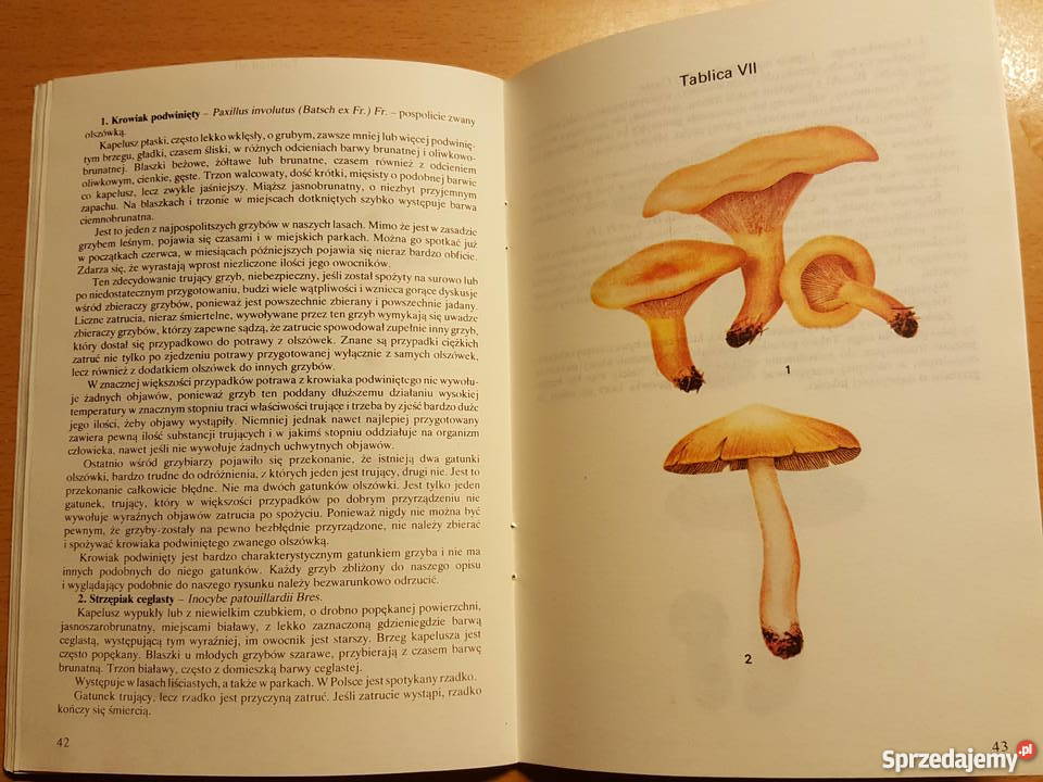 PORADNIK Grzyb jadalny Zbigniew Domański Poradniki, albumy i reportaże Złotniki sprzedam