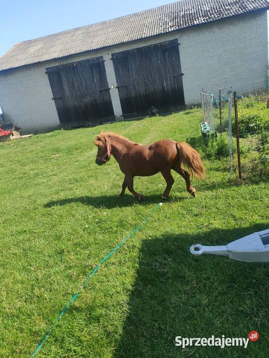 Sprzedam ogiera Konopnica sprzedam