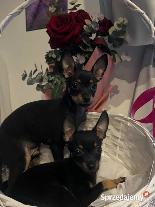Szczenięta Toy Terrier Piotrków Trybunalski